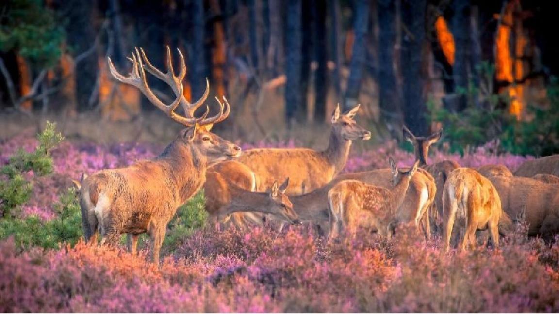 Sfeervol Chalet Op De Veluwe Putten Luaran gambar
